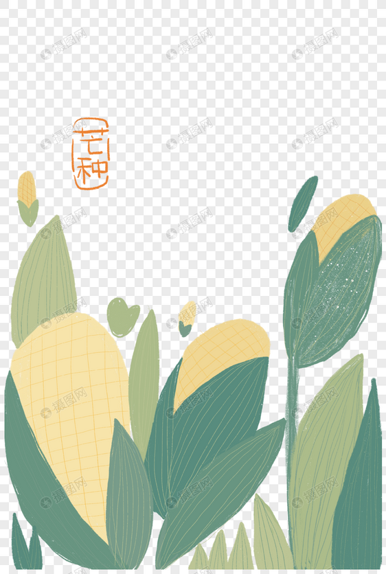 芒种之玉米黄啦手绘插画图片