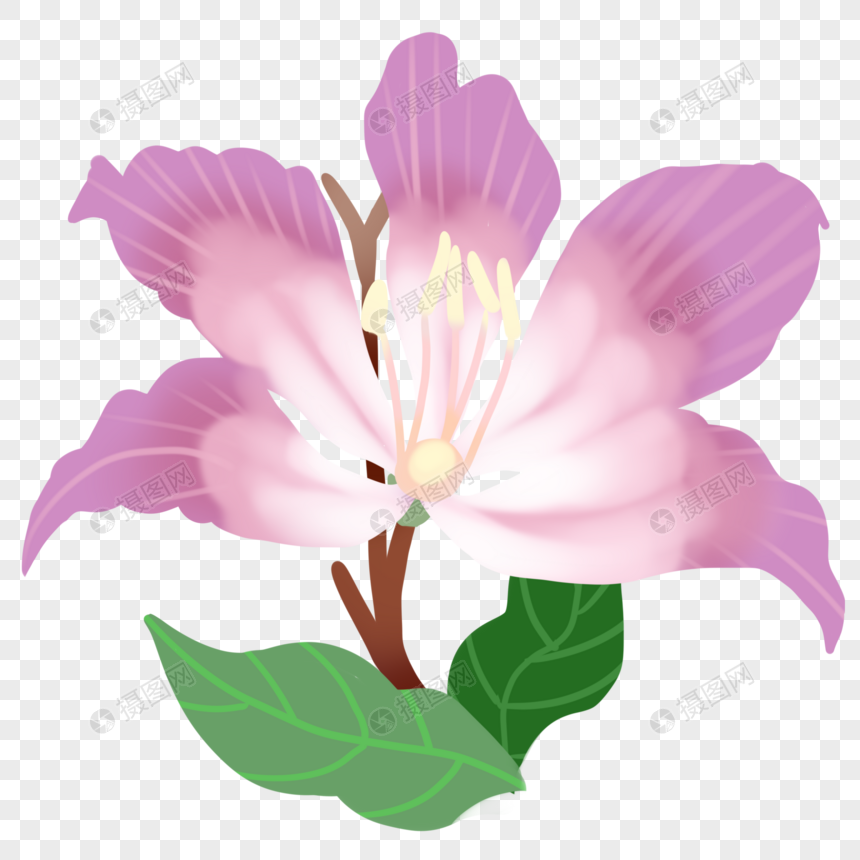 香港归回紫荆花元素素材下载正版素材401356173摄图网