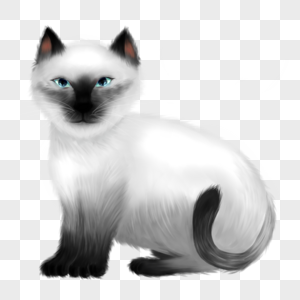 蓝眼睛的暹罗猫图片
