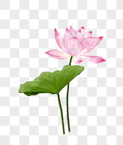 盛开的莲花粉色花朵莲花科高清图片