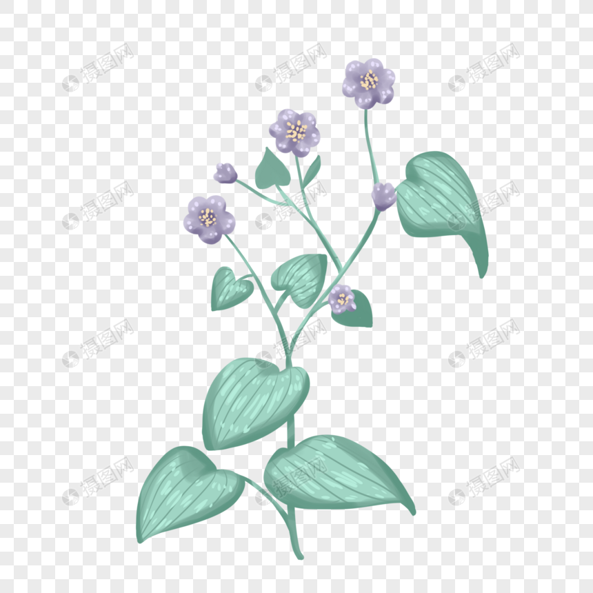 手绘植物使君子