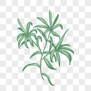 手绘植物毛茛图片