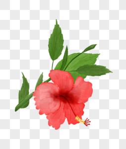 水彩鲜花元素素材