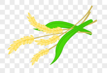 小麦成熟了庄稼叶麦高清图片