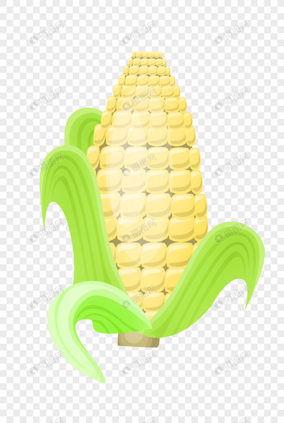 一排排的玉米粒图片