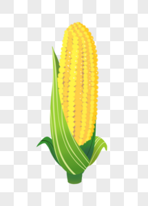 黄色大玉米图片