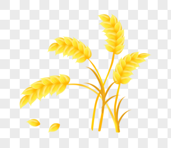 金黄色麦穗金黄色麦子高清图片