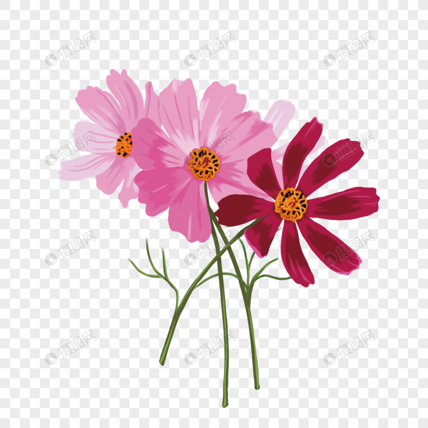手绘野菊花朵图片
