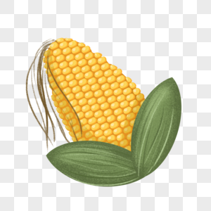 玉米矢量图图片