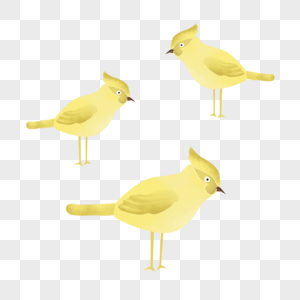站立的黄色小鸟高清图片