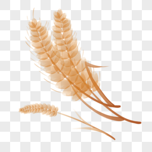 芒种收获季节金色的麦穗高清图片