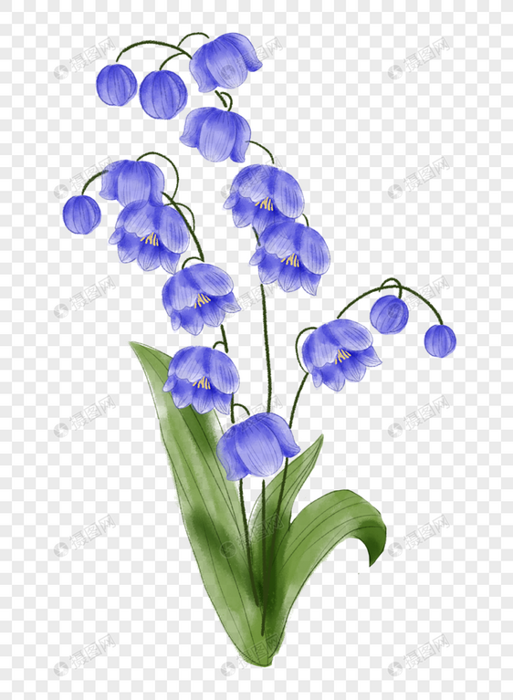 紫色铃兰花图片
