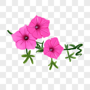 手绘紫茉莉花卉元素图片