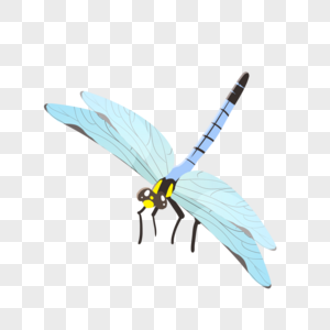 蜻蜓昆虫翅膀高清图片