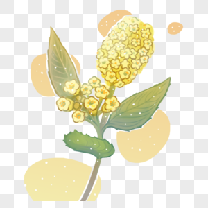 1月5日生日花 熊掌花元素素材下载 正版素材 摄图网