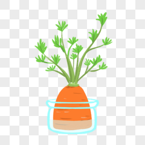 水培红掌盆栽图片