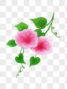 牵牛花背景图片