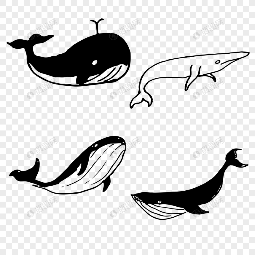 鲸鱼系列图片
