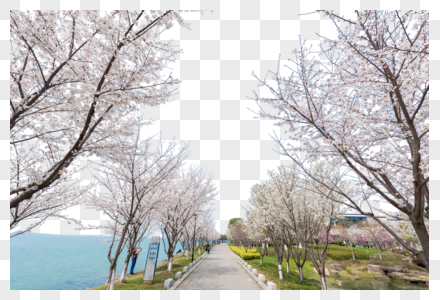 苏州独墅湖春季风光图片
