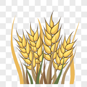 卡通手绘农作物丰收颗粒饱满的小麦图片