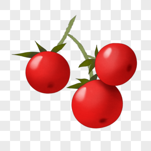 一枝西红柿卡通插图图片