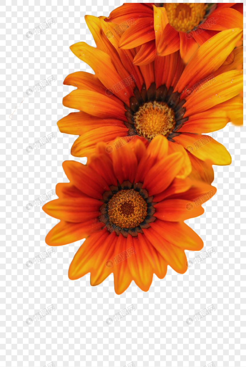 勋章菊元素素材下载 正版素材 摄图网