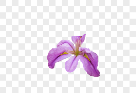 紫色鸯尾花图片