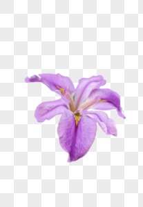 紫色鸢尾花免抠尾花泽高清图片