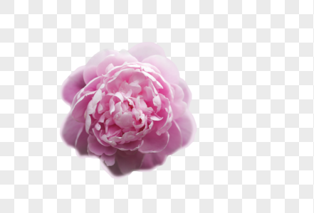 紫色鸯尾花元素 免抠素材 Png图片下载 摄图网