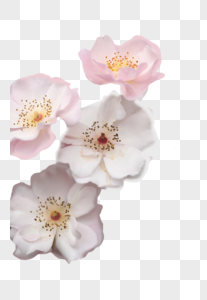 粉色月季花素材尾花泽高清图片