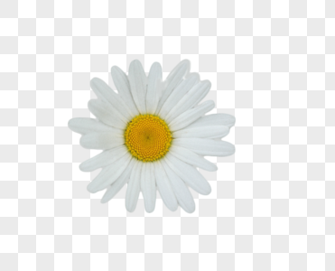 白色马兰菊植物斯马兰高清图片