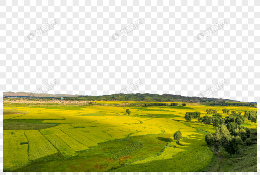 甘肃张掖夏季油菜花图片