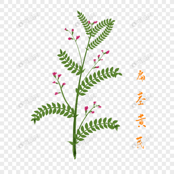 卡通草药扁茎黄芪插图图片