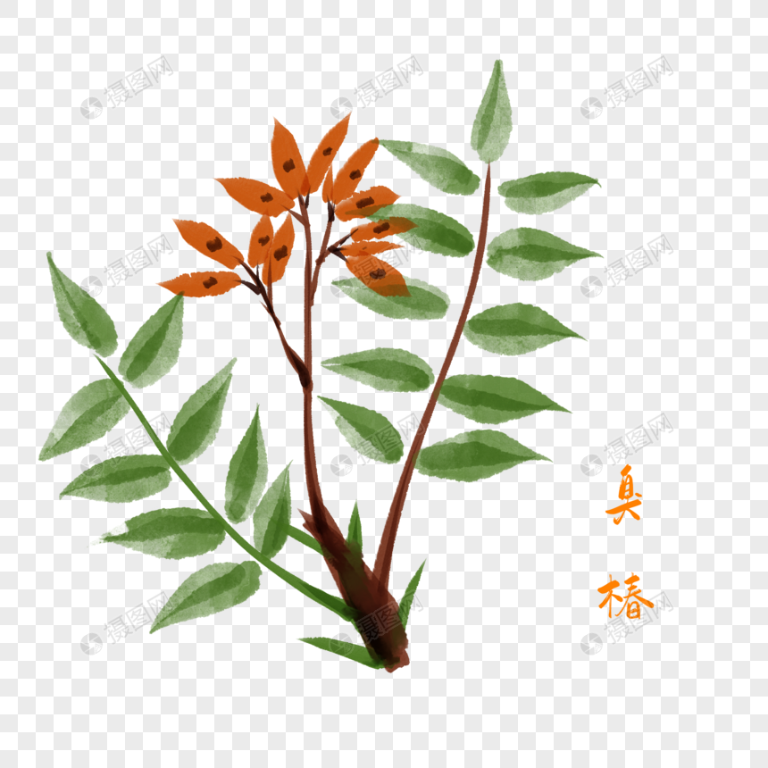 卡通植物臭椿插图