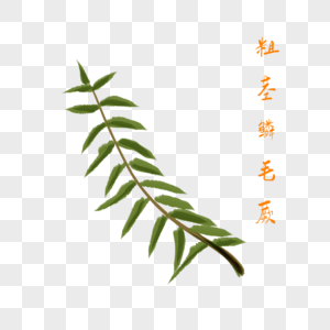 卡通粗茎鳞毛蕨草药插图图片