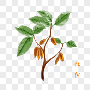 卡通药材杜仲插图图片素材