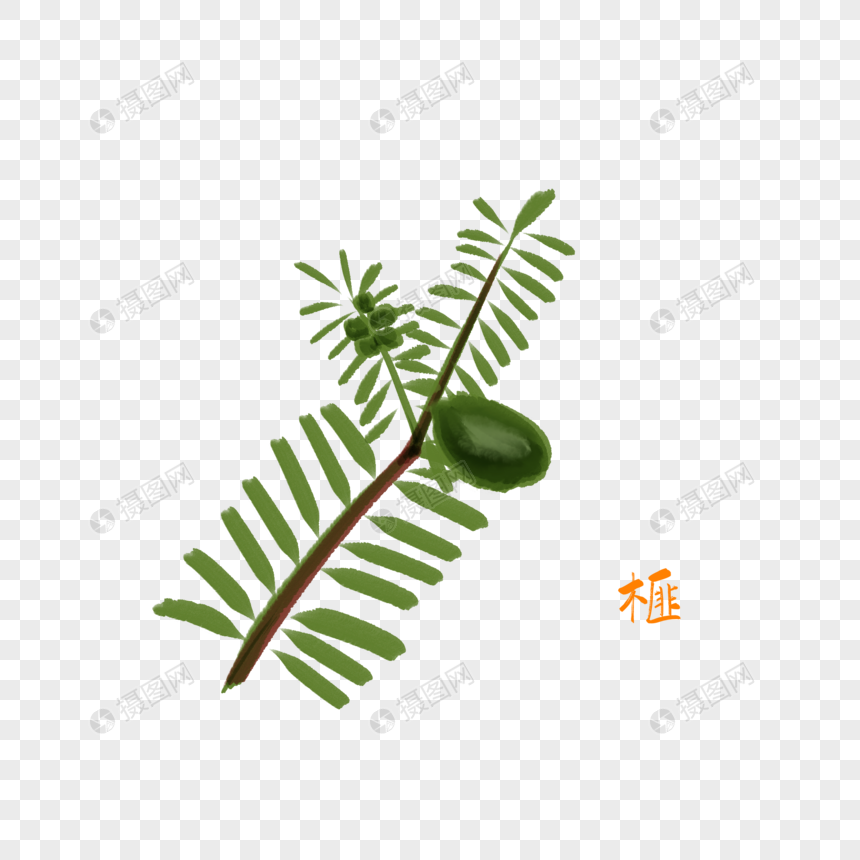 卡通药材榧插图