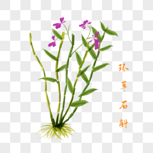 卡通草药环草石斛插图图片