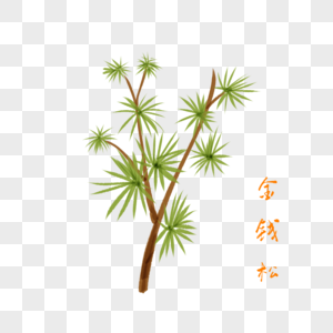 卡通植物金钱松插图图片