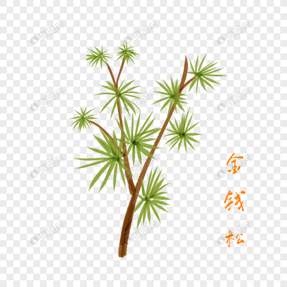 卡通植物金钱松插图图片