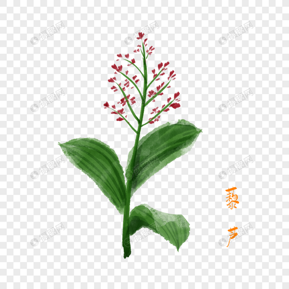 卡通草药藜芦插图图片