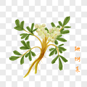 卡通草药珊瑚菜插图图片