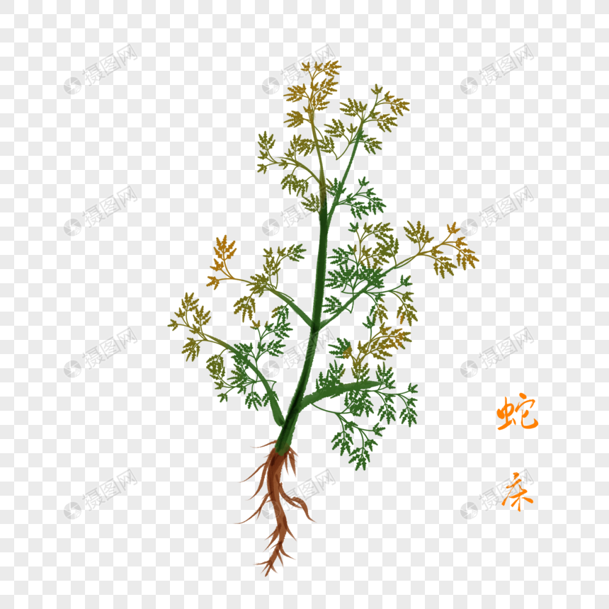 卡通草药蛇床插图