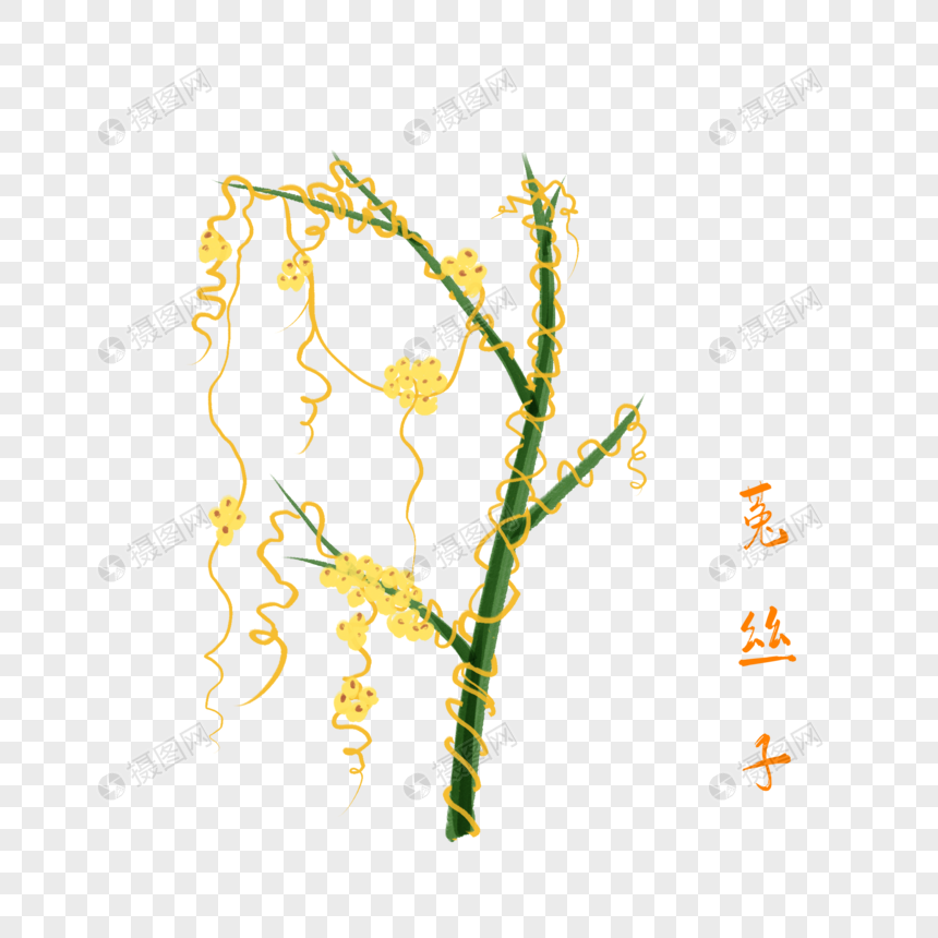 卡通药材菟丝子插图图片