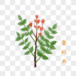 卡通植物盐肤木插图图片