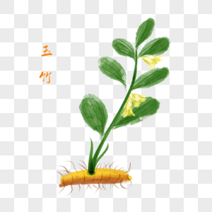 卡通植物玉竹插图图片
