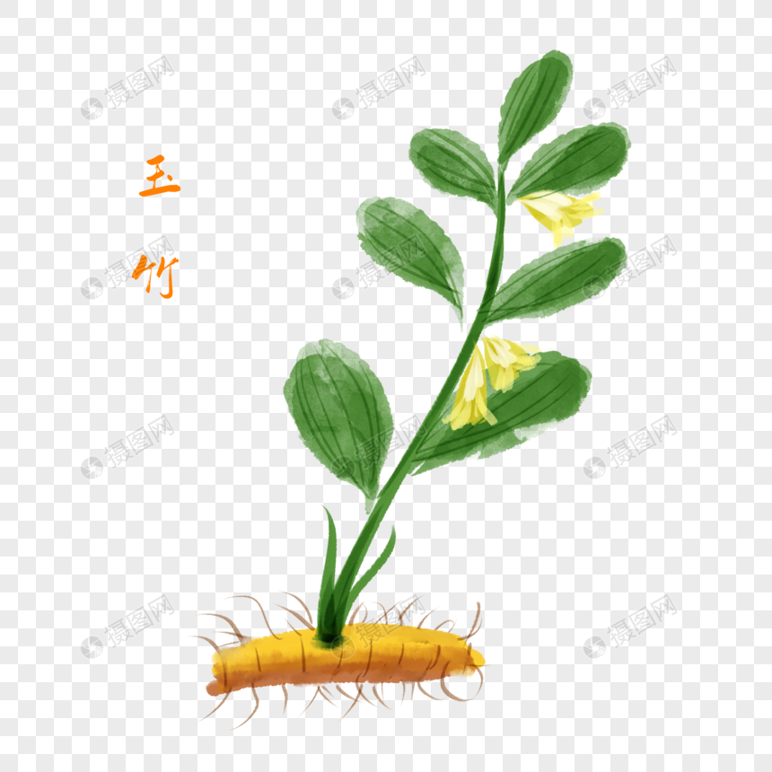 卡通植物玉竹插图图片