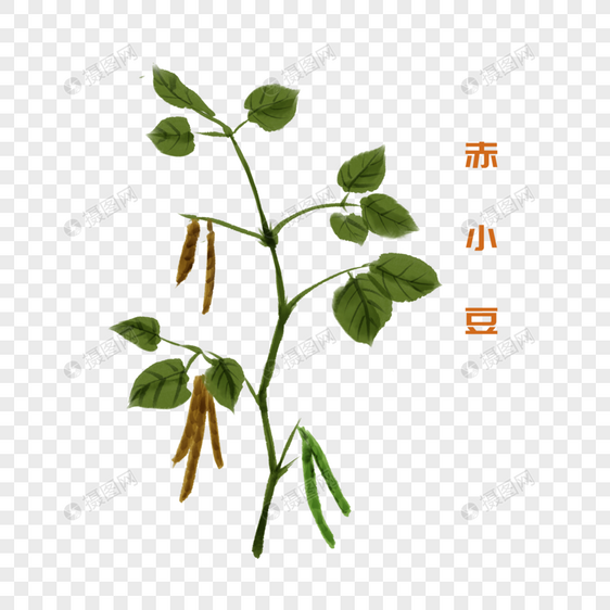卡通植物赤小豆插图图片