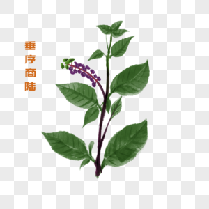 卡通药材垂序商陆插图图片素材