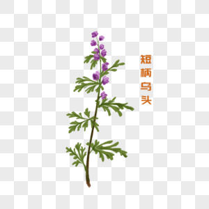 卡通植物短柄乌头插图高清图片